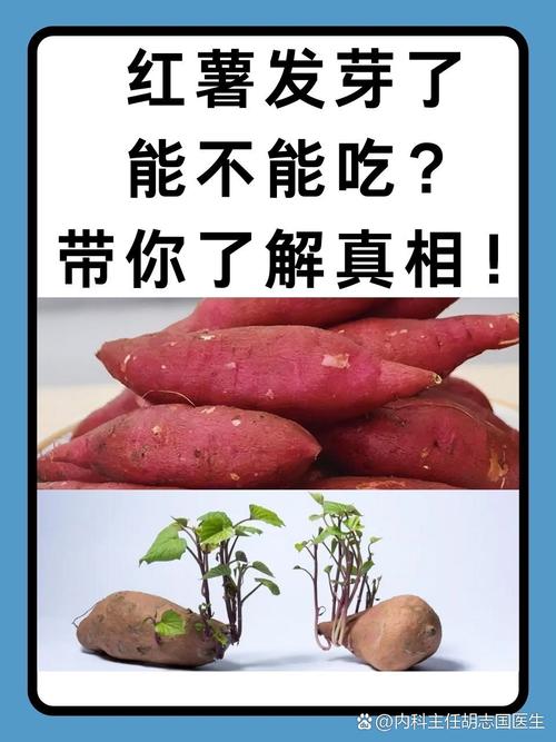 红薯发芽能吃吗，为什么吃了红薯之后总是放屁？红薯发芽会影响口感吗？-第1张图片-屿企百科网