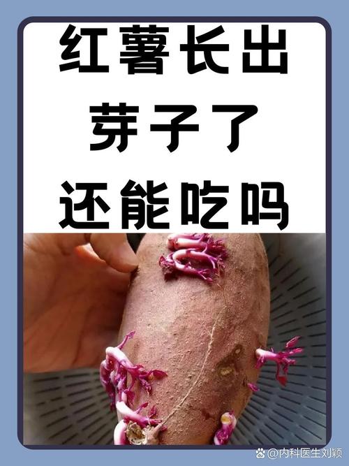 红薯发芽能吃吗，为什么吃了红薯之后总是放屁？红薯发芽会影响口感吗？-第3张图片-屿企百科网