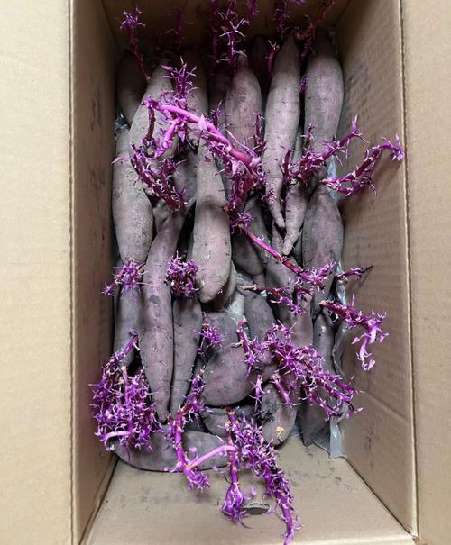 红薯发芽能吃吗，为什么吃了红薯之后总是放屁？红薯发芽会影响口感吗？-第5张图片-屿企百科网