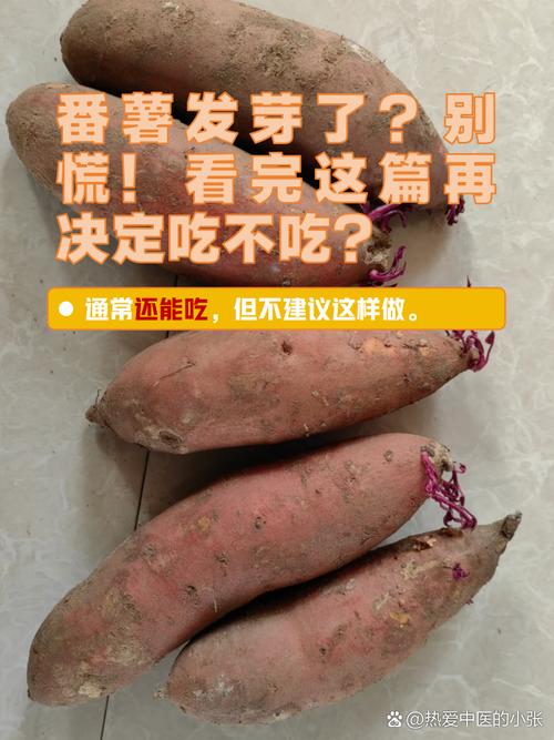 红薯发芽能吃吗，为什么吃了红薯之后总是放屁？红薯发芽会影响口感吗？-第6张图片-屿企百科网