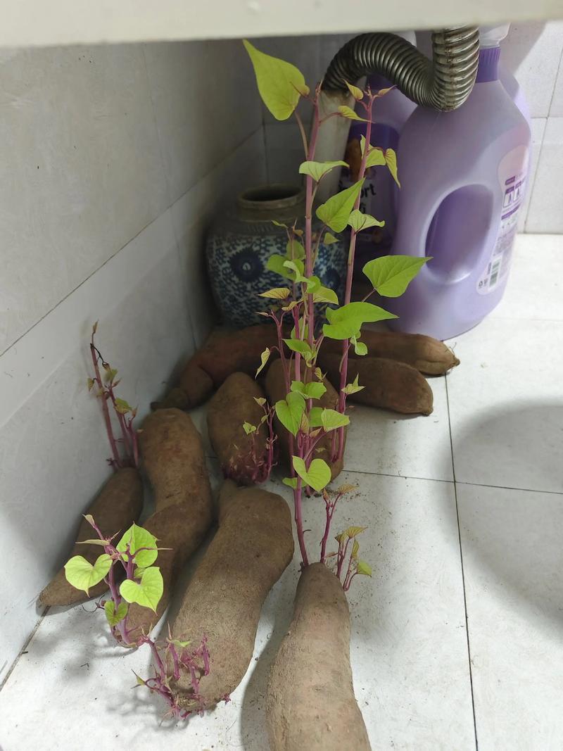 红薯发芽能吃吗，为什么吃了红薯之后总是放屁？红薯发芽会影响口感吗？-第7张图片-屿企百科网