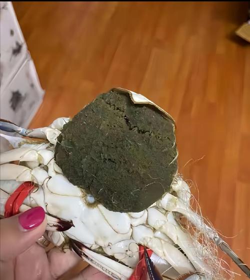母螃蟹尾部一大坨是什么?母螃蟹后面带着一坨东西是什么?-第2张图片-屿企百科网 母螃蟹尾部一大坨是什么?母螃蟹后面带着一坨东西是什么?-第2张图片-屿企百科网