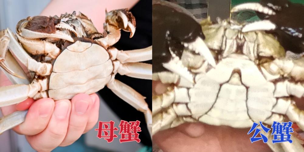 母螃蟹尾部一大坨是什么?母螃蟹后面带着一坨东西是什么?-第3张图片-屿企百科网 母螃蟹尾部一大坨是什么?母螃蟹后面带着一坨东西是什么?-第3张图片-屿企百科网