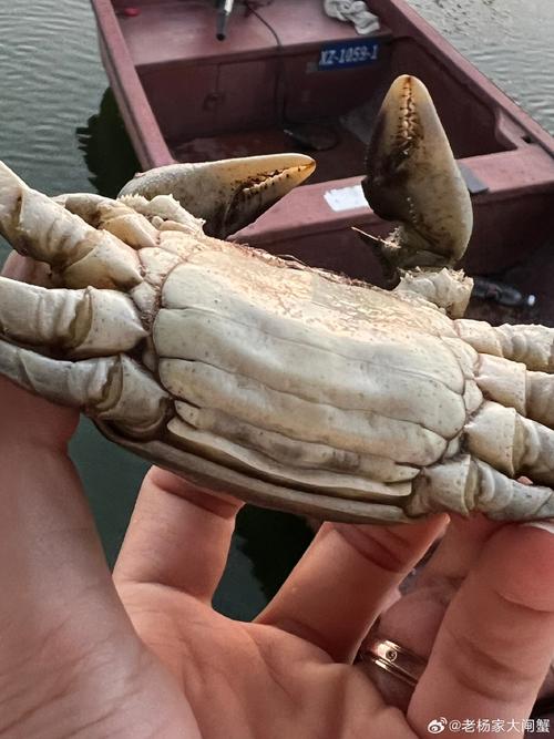 母螃蟹尾部一大坨是什么?母螃蟹后面带着一坨东西是什么?-第4张图片-屿企百科网 母螃蟹尾部一大坨是什么?母螃蟹后面带着一坨东西是什么?-第4张图片-屿企百科网