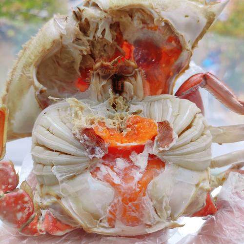 母螃蟹尾部一大坨是什么?母螃蟹后面带着一坨东西是什么?-第6张图片-屿企百科网 母螃蟹尾部一大坨是什么?母螃蟹后面带着一坨东西是什么?-第6张图片-屿企百科网