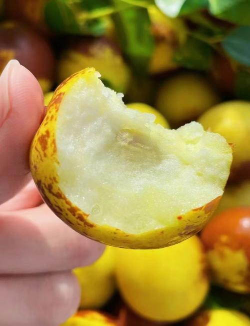 吃冬枣通便还是便秘，吃冬枣为什么有通便的效果，冬枣吃了便秘吗？-第4张图片-屿企百科网