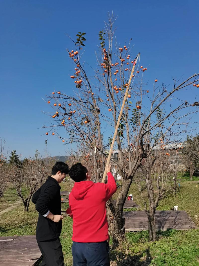 为什么霜降摘柿子，柿子霜降以后再摘可以吗，霜降为什么柿子甜-第5张图片-屿企百科网