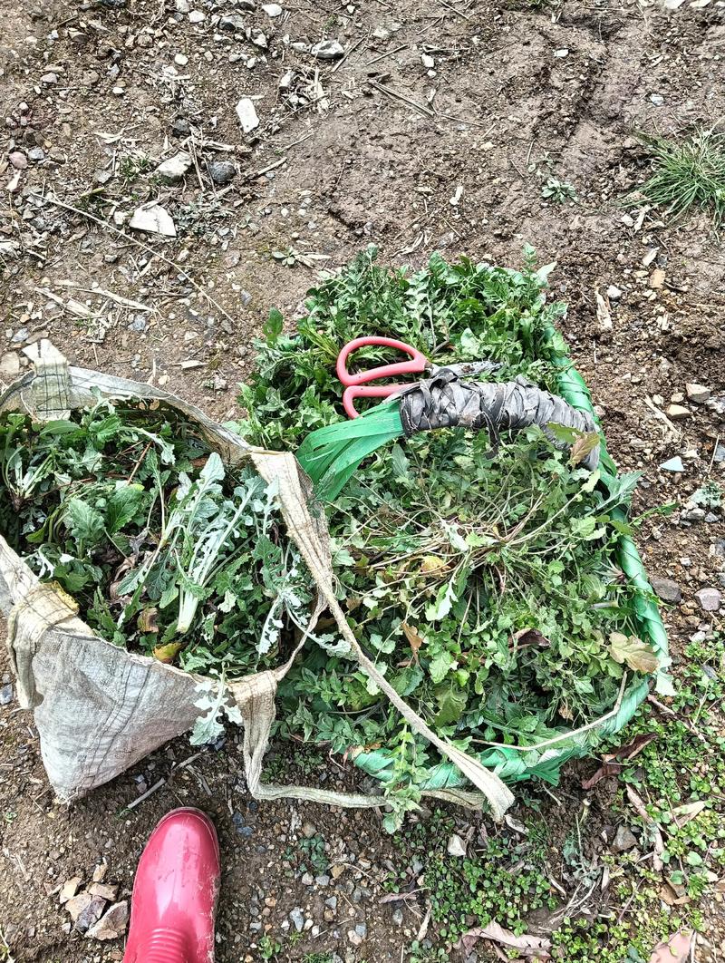 关于给恋爱脑的姐妹挖野菜是什么梗，最近比较热门的梗有哪些的信息-第5张图片-屿企百科网