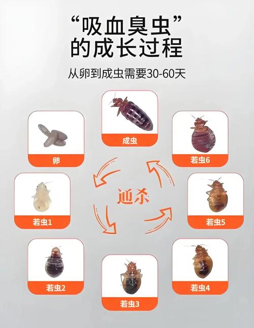 臭虫怎么消灭最简单快速的方法，消灭臭虫用什么药比较好？-第3张图片-屿企百科网
