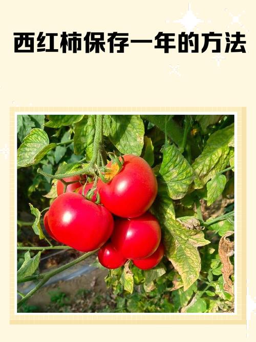 西红柿保鲜六种基本方法，西红柿保鲜的方法