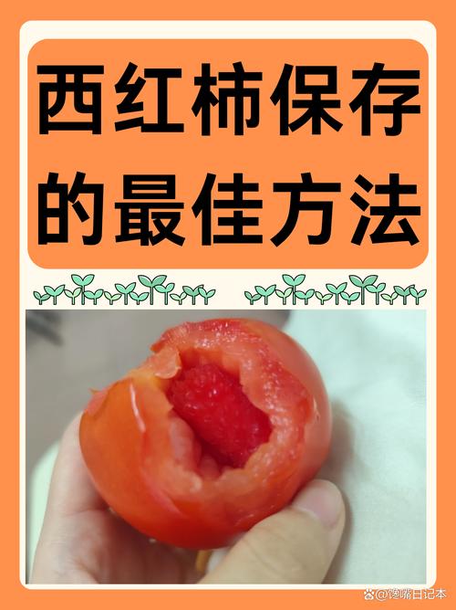 西红柿保鲜六种基本方法，西红柿保鲜的方法-第2张图片-屿企百科网