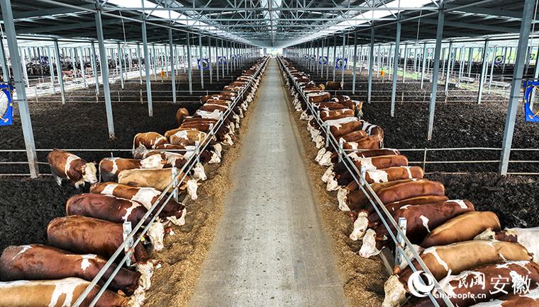 什么气候特点适合畜牧业，什么气候适宜发展畜牧业？-第5张图片-屿企百科网