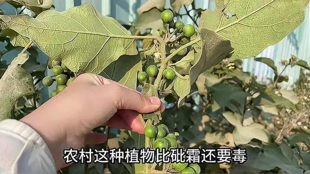 我吃了200颗苦杏仁能死吗，苦杏仁为什么后下，苦杏仁吃100颗会死吗-第5张图片-屿企百科网