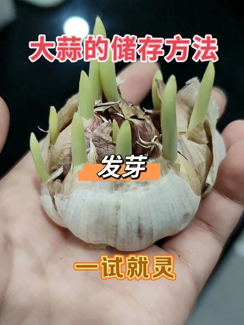 大蒜的保存方法？大蒜怎么存放不发芽？-第5张图片-屿企百科网