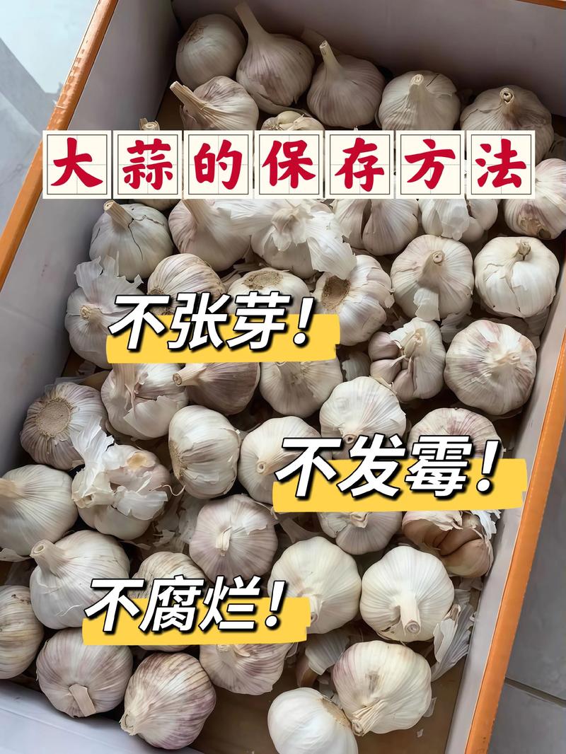 大蒜的保存方法？大蒜怎么存放不发芽？-第8张图片-屿企百科网