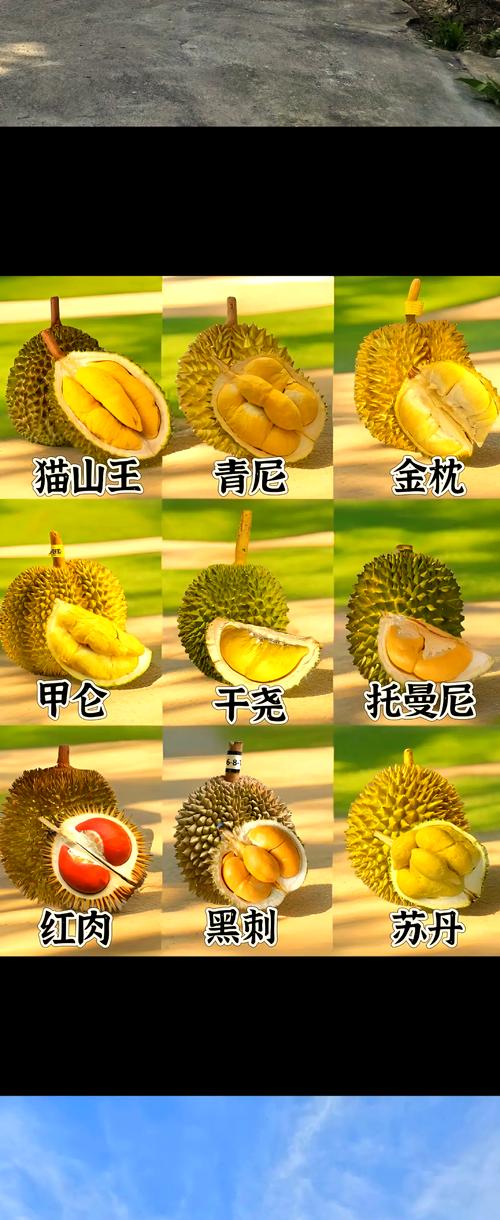 最贵的榴莲是什么品种，最贵的五大榴莲品种排名榜，最贵的榴莲叫什么名？-第3张图片-屿企百科网
