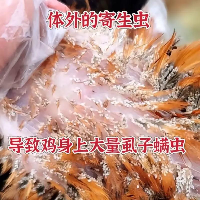 鸡虱子怎么去除最快方法？鸡虱子怎么去除最快方法视频？-第1张图片-屿企百科网