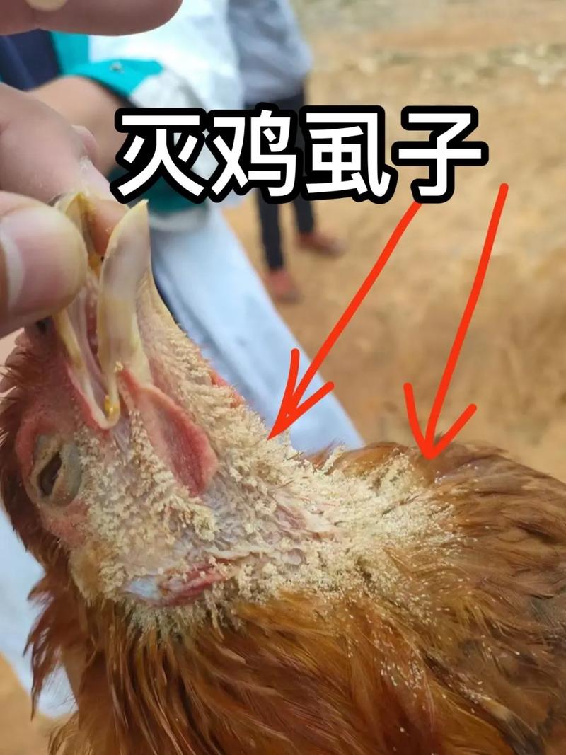 鸡虱子怎么去除最快方法？鸡虱子怎么去除最快方法视频？-第2张图片-屿企百科网