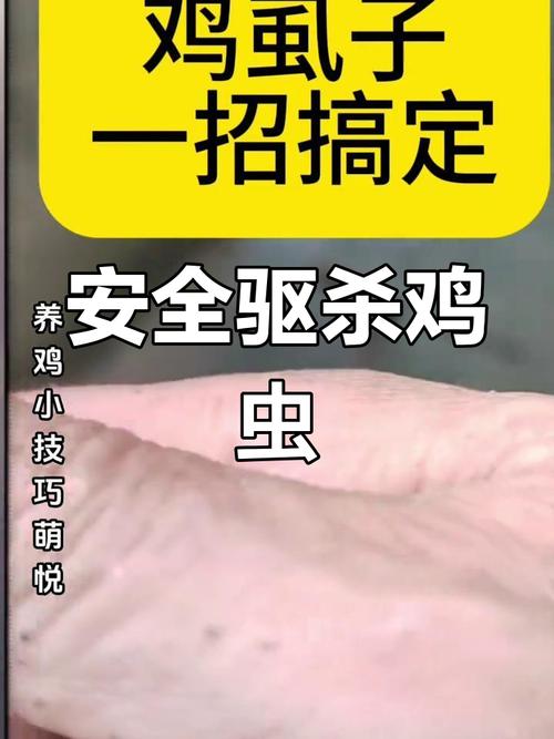 鸡虱子怎么去除最快方法？鸡虱子怎么去除最快方法视频？-第3张图片-屿企百科网