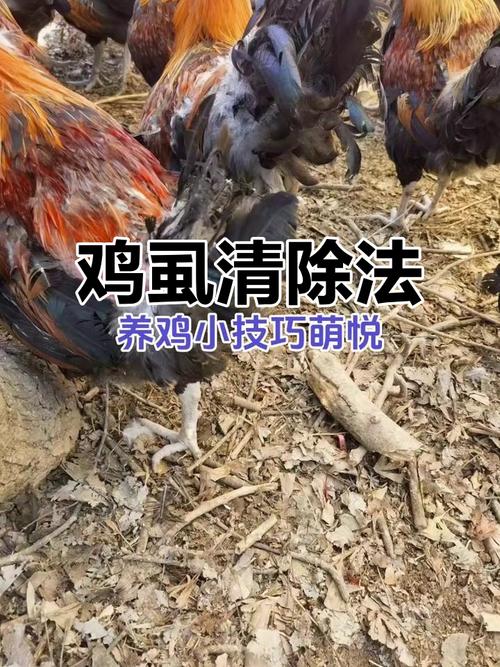 鸡虱子怎么去除最快方法？鸡虱子怎么去除最快方法视频？-第6张图片-屿企百科网