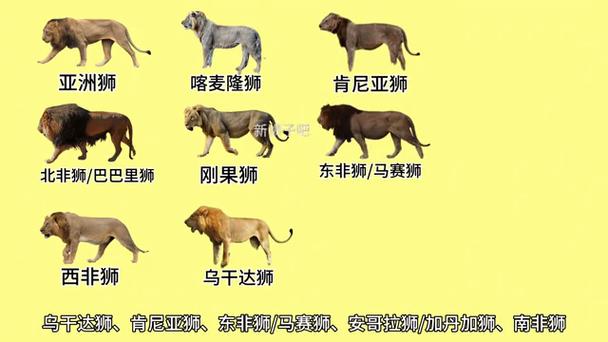 为什么说狮子属于犬科，为什么会有人说狮子是犬科动物-第6张图片-屿企百科网