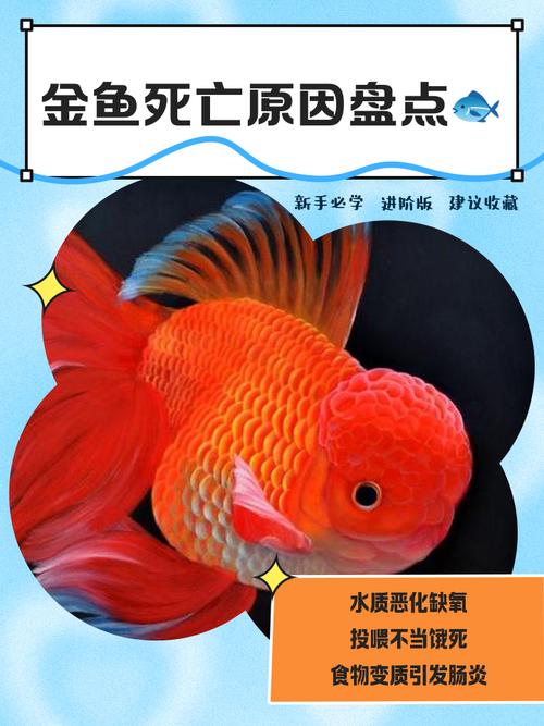 为什么新鱼入缸老鱼会死，为什么新鱼入缸老鱼会死掉？
