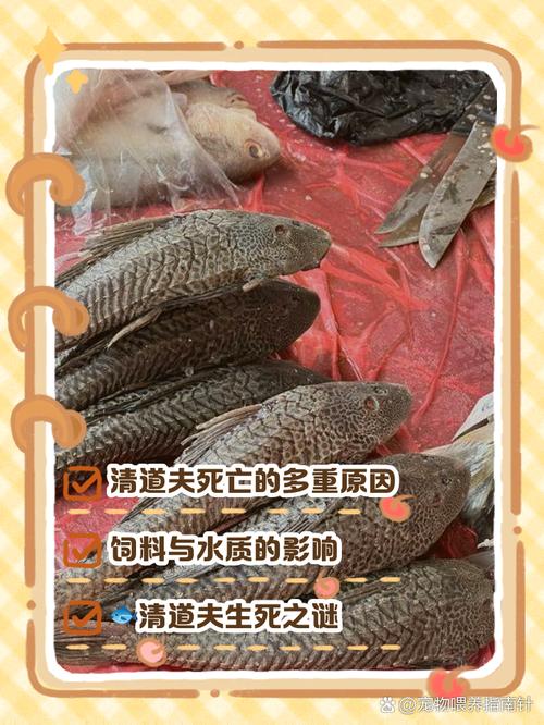 为什么新鱼入缸老鱼会死，为什么新鱼入缸老鱼会死掉？-第3张图片-屿企百科网