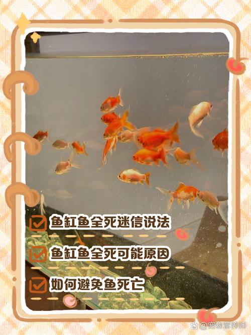 为什么新鱼入缸老鱼会死，为什么新鱼入缸老鱼会死掉？-第5张图片-屿企百科网