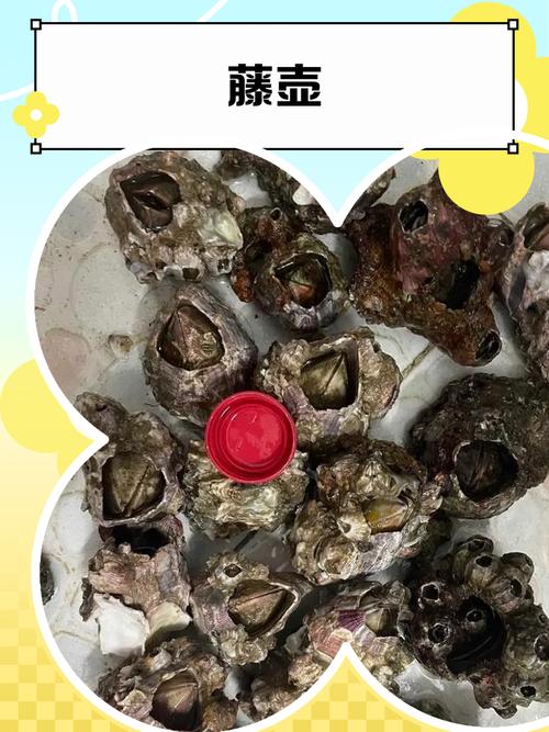 人类为什么不把藤壶灭绝，为什么不消灭藤壶-第2张图片-屿企百科网