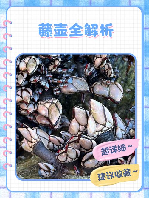 人类为什么不把藤壶灭绝，为什么不消灭藤壶-第4张图片-屿企百科网