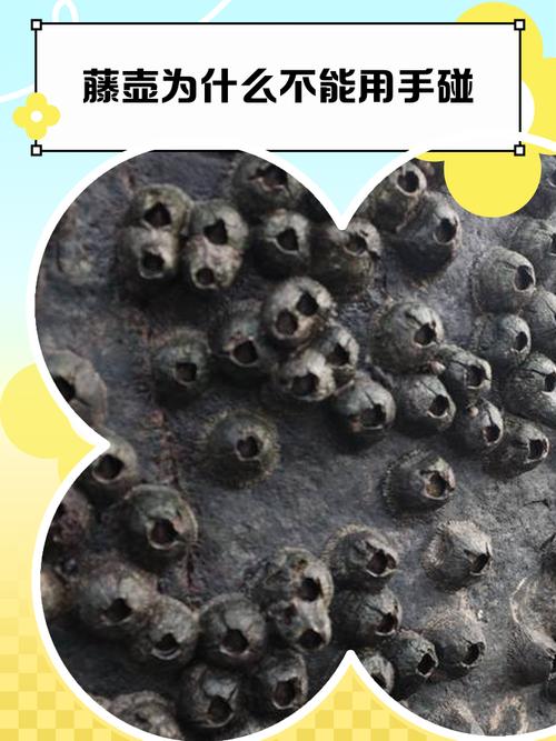 人类为什么不把藤壶灭绝，为什么不消灭藤壶-第5张图片-屿企百科网