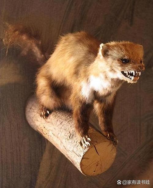 黄皮子是什么动物？黄皮子是什么动物图片？