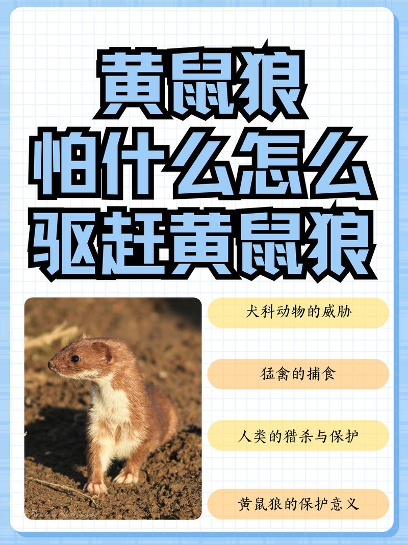 黄皮子是什么动物？黄皮子是什么动物图片？-第2张图片-屿企百科网