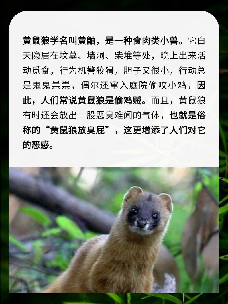 黄皮子是什么动物？黄皮子是什么动物图片？-第4张图片-屿企百科网