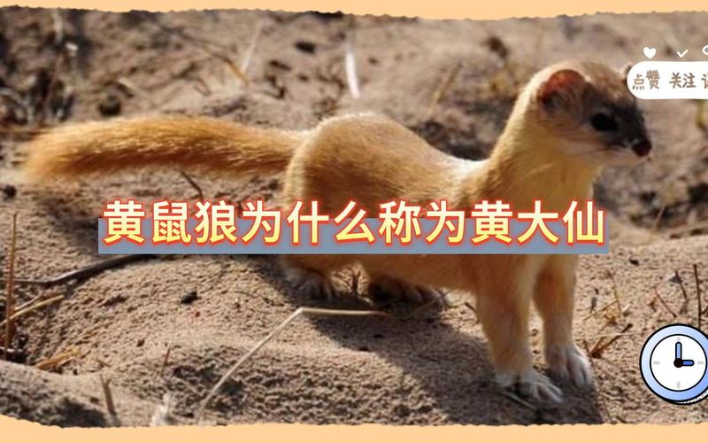 黄皮子是什么动物？黄皮子是什么动物图片？-第5张图片-屿企百科网