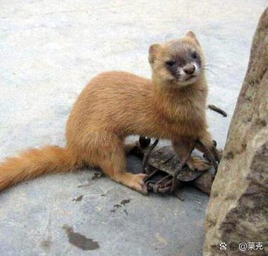 黄皮子是什么动物？黄皮子是什么动物图片？-第6张图片-屿企百科网