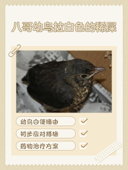 幼鸟吃完就拉的白色的是什么，幼鸟吃东西拉出来白色的是什么-第3张图片-屿企百科网