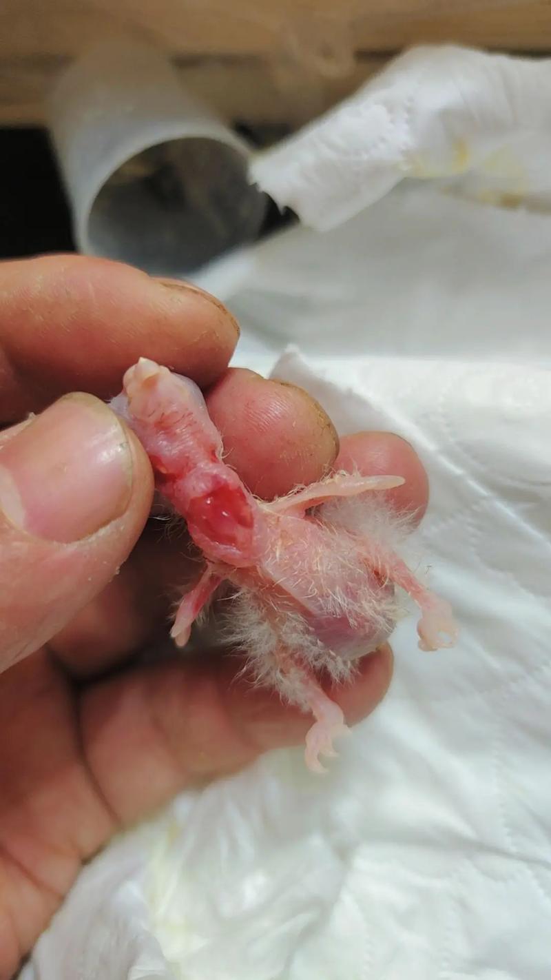 幼鸟吃完就拉的白色的是什么，幼鸟吃东西拉出来白色的是什么-第5张图片-屿企百科网