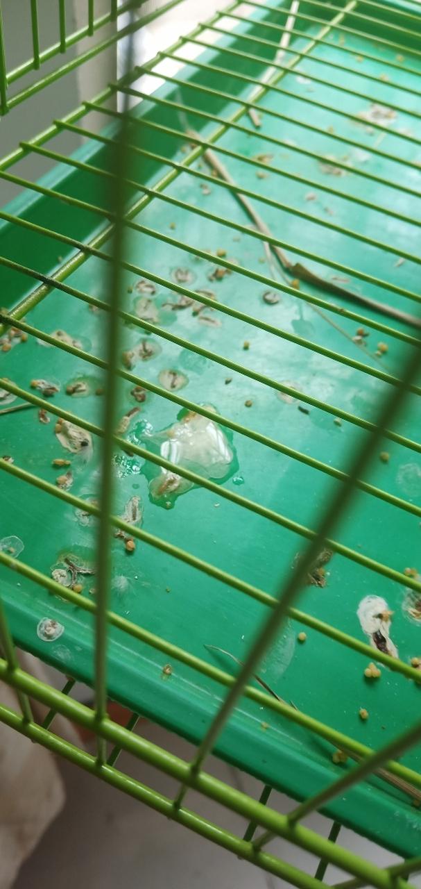 幼鸟吃完就拉的白色的是什么，幼鸟吃东西拉出来白色的是什么-第4张图片-屿企百科网