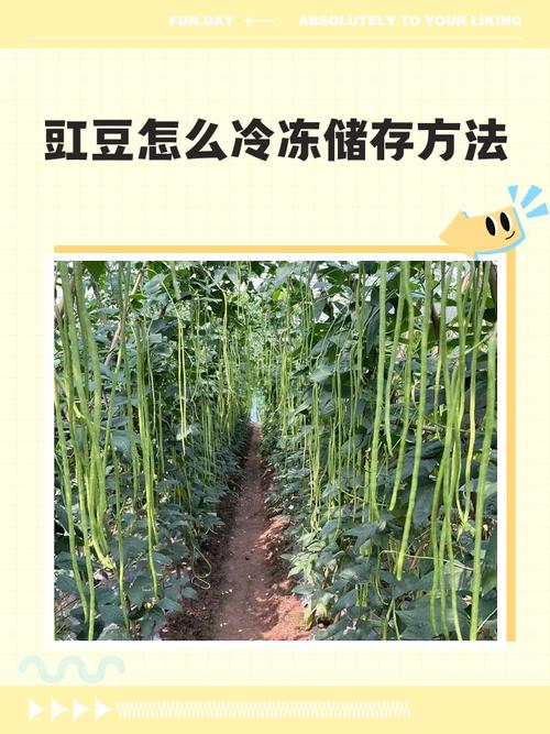 豇豆怎么冷冻储存方法，豇豆能冻吗怎样冻豇豆-第2张图片-屿企百科网