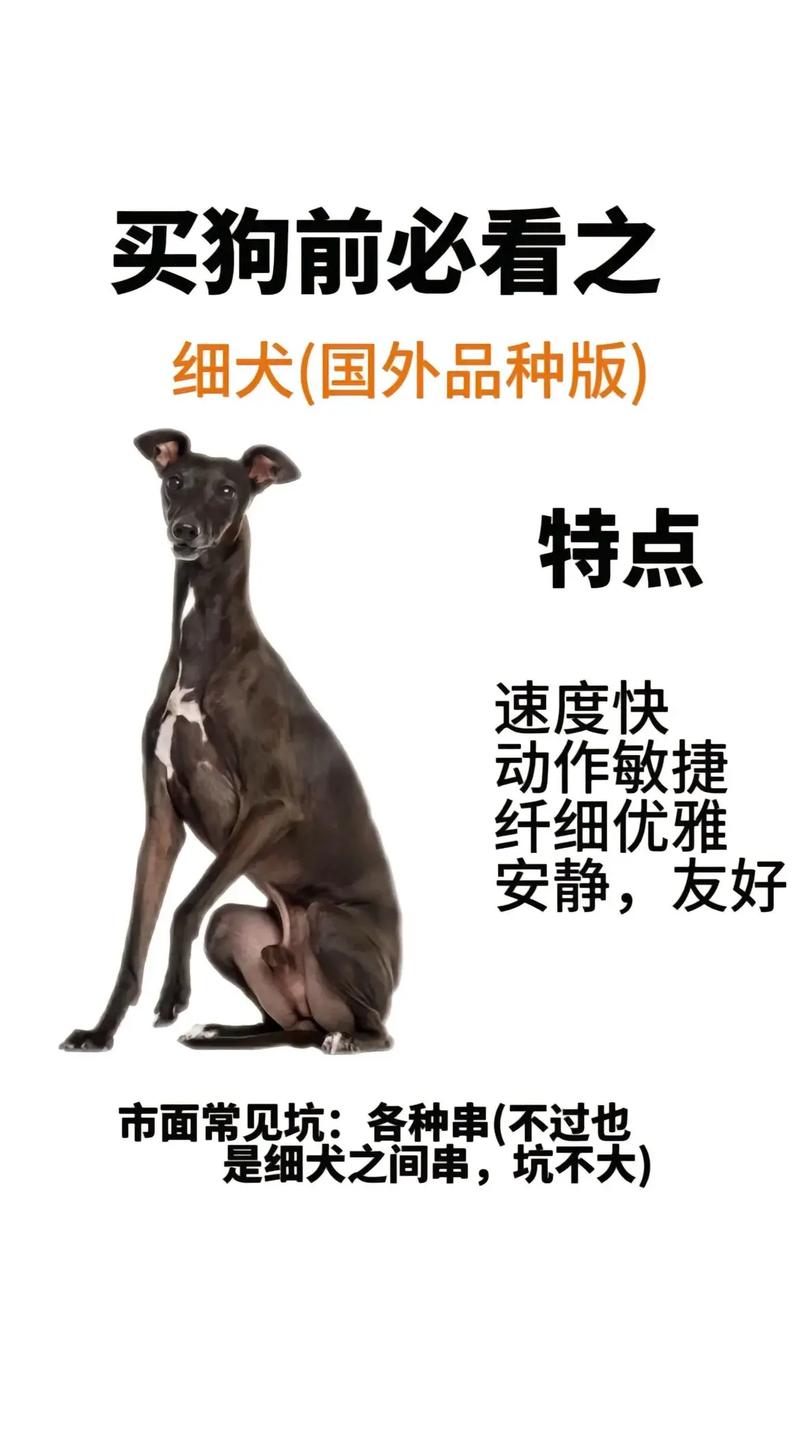 细狗网络用语什么意思，细狗梗的含义指的是什么？细狗是哪的方言？-第1张图片-屿企百科网