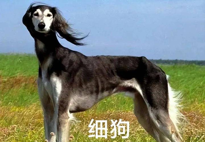 细狗网络用语什么意思，细狗梗的含义指的是什么？细狗是哪的方言？-第3张图片-屿企百科网