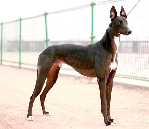 细狗网络用语什么意思，细狗梗的含义指的是什么？细狗是哪的方言？-第4张图片-屿企百科网