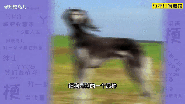 细狗网络用语什么意思，细狗梗的含义指的是什么？细狗是哪的方言？-第6张图片-屿企百科网