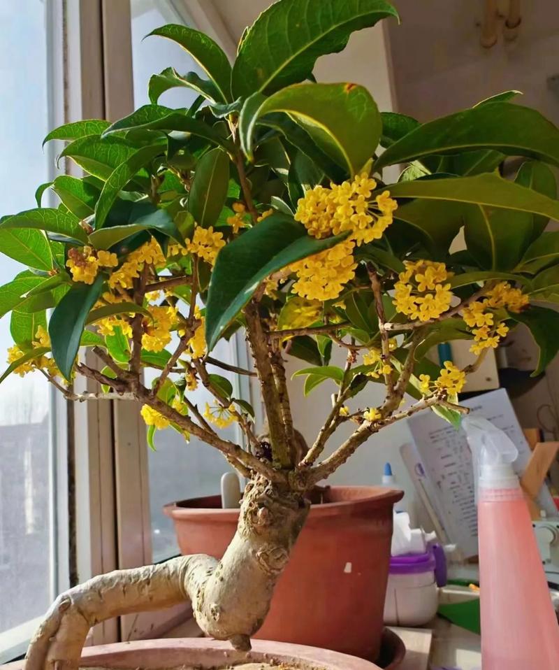 房间里放植物能增强活力阳气吗，判断房子的阳气和阴气有什么方法的简单介绍-第1张图片-屿企百科网