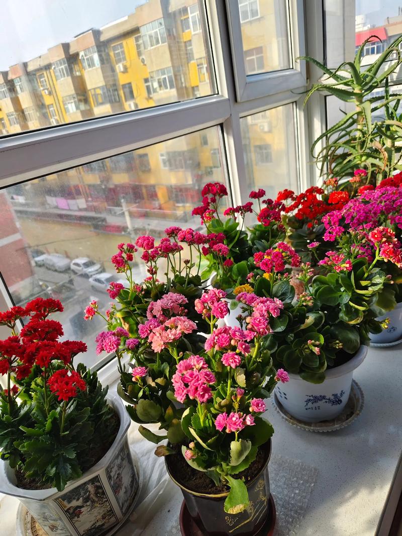 房间里放植物能增强活力阳气吗，判断房子的阳气和阴气有什么方法的简单介绍-第2张图片-屿企百科网