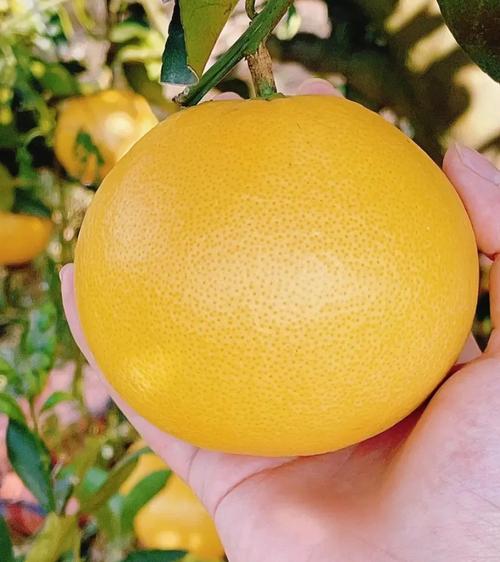 西柚是什么水果?西柚和柚子有啥区别?-第3张图片-屿企百科网 西柚是什么水果?西柚和柚子有啥区别?-第3张图片-屿企百科网