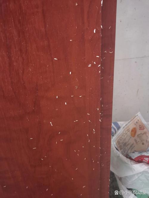 厨房有虫子是什么原因？厨房有虫怎么办能除根？-第1张图片-屿企百科网