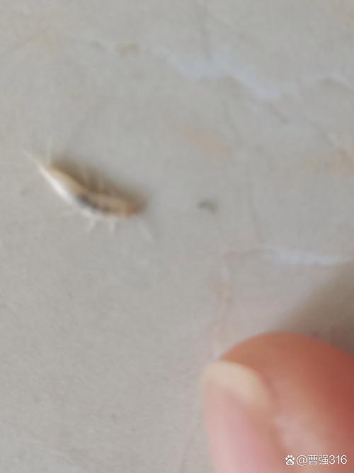 厨房有虫子是什么原因？厨房有虫怎么办能除根？-第2张图片-屿企百科网