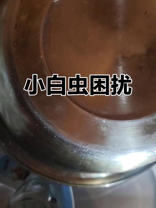 厨房有虫子是什么原因？厨房有虫怎么办能除根？-第3张图片-屿企百科网